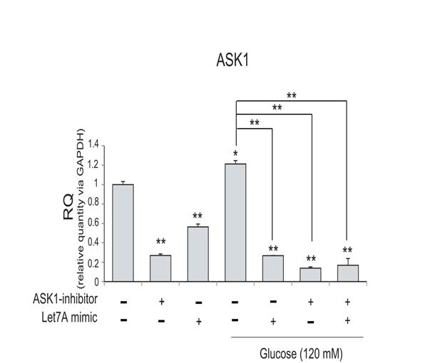 High glucose 조건에서 신경교세포에서 ASK1의 발현양 분석