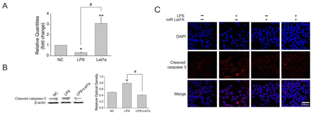 Let7A의 항염증 역할 확인