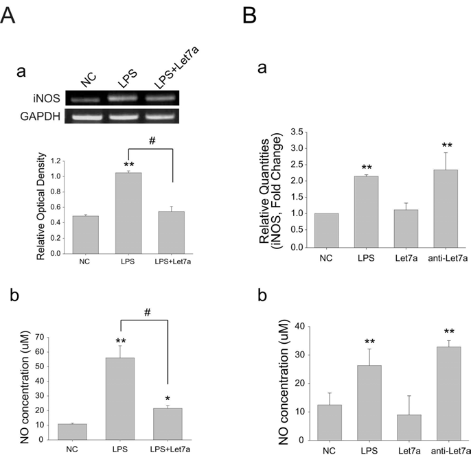 iNOS를 통한 microRNA Let7A의 염증조절작용