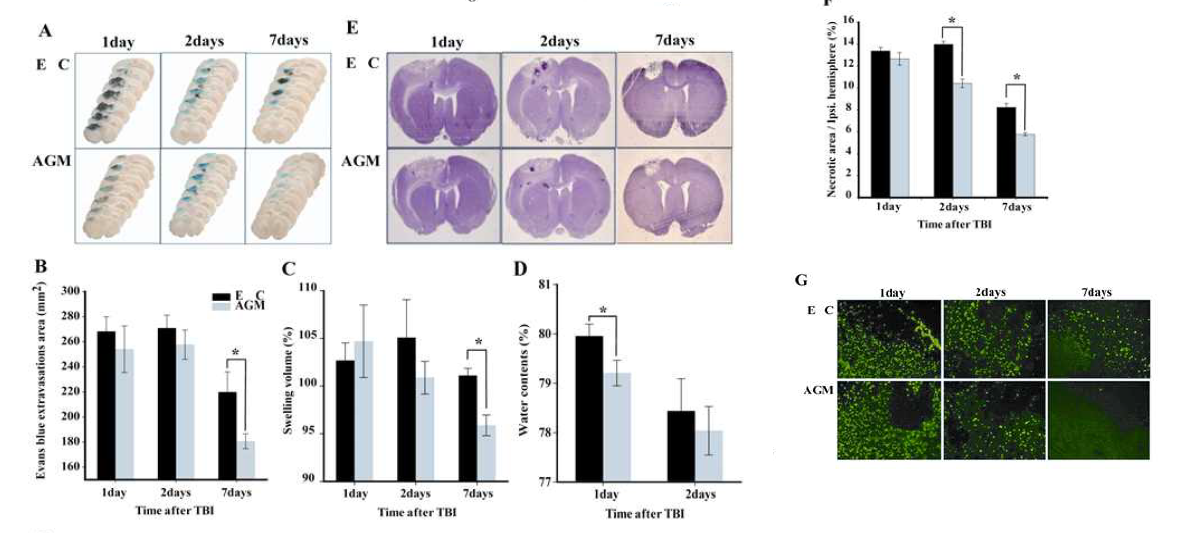 외상성 뇌손상 이후 아그마틴 처치를 통한 뇌부종과 신경세포 사멸 감소 효과