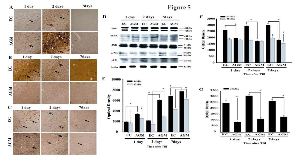 외상성 뇌손상 이후 아그마틴 투여에 의한 JNK와 P38의 인산화 억제 효과