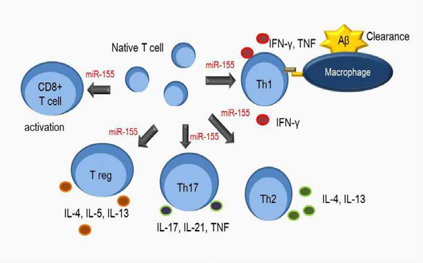 miR-155와 T 세포 활성도와의 연관관계
