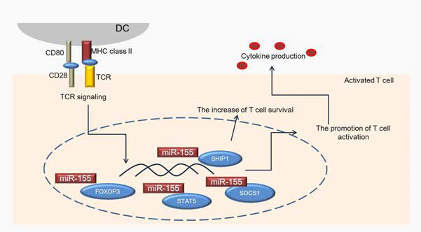 miR-155에 의한 세포의 전사레벨 조절능력
