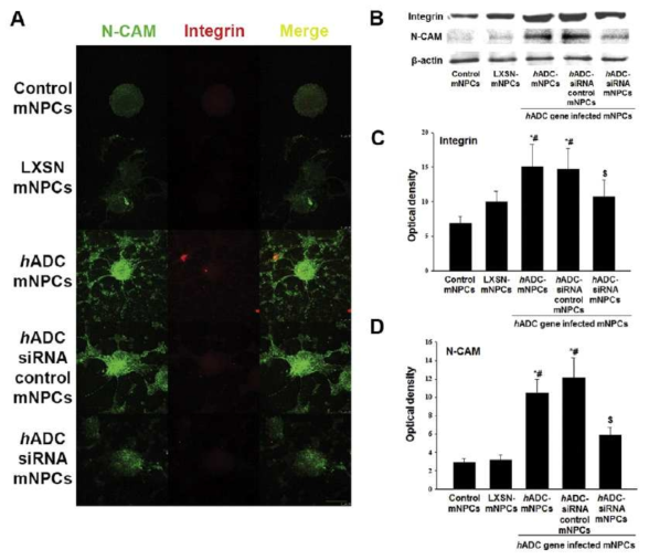 알기닌 탈탄산화효소가 도입된 신경줄기세포는 세포부착단백질인 integrin 과 N-CAM의 발현을 촉 진시킴.