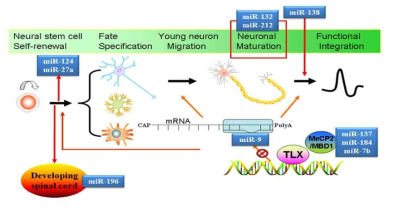 신경줄기세포 분화 조절 관련 miRNA