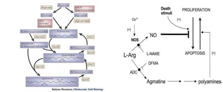 알기닌 대사체 기전(왼쪽)과 세포증식 조절(오른쪽)