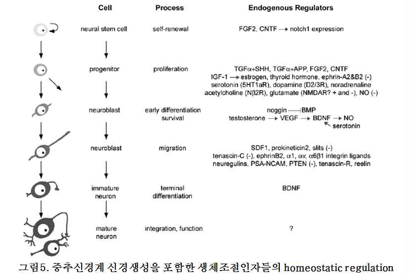 중추신경계 신경생성을 포함한 생체조절인자들의 항상성 조절