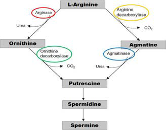 알기닌 대사 기전 관련 생합성 효소와 그 대사체