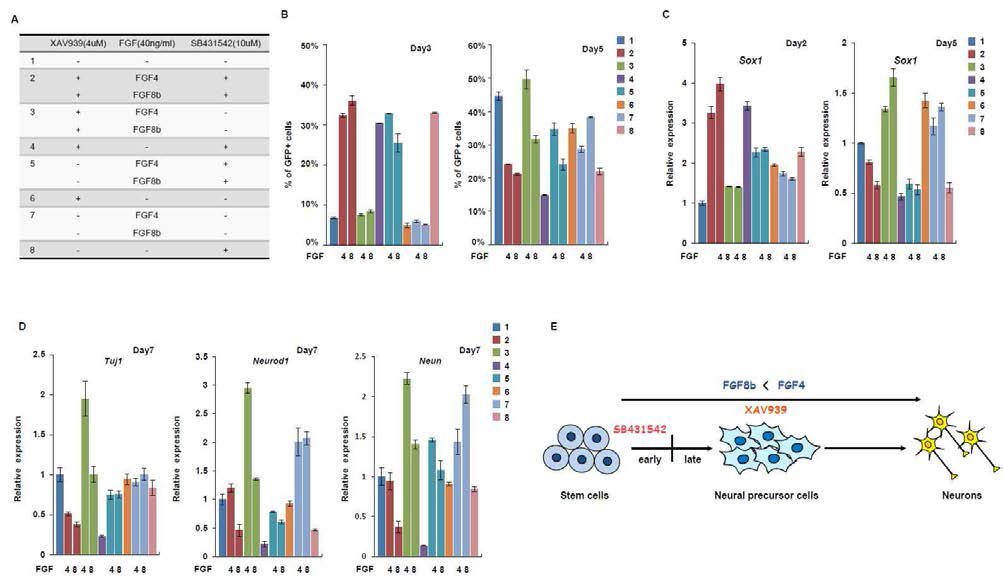 Comparison of FGF4 and FGF8b efficiency for the neuronal differentiation of mouse embryonic stem cells.