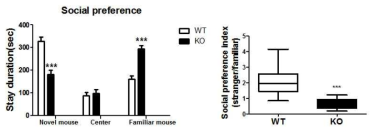 Reduced social preference in CNTNAP2 KO mice.