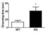 Increased repetitive behavior in CNTNAP2 KO mice.