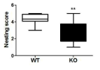 Defects in nest building of CNTNAP2 KO mice.