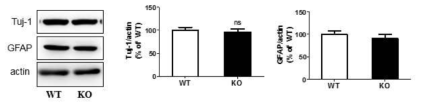 No significant differences were observed between WT and KO neuronal differentiation markers.