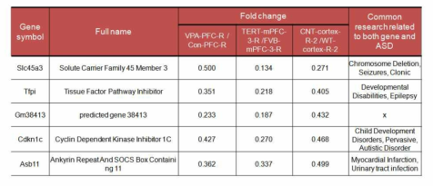 Common decreased targets in the ASD animal models.