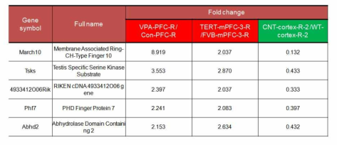 Common increased targets in the prenatal VPA exposure and Tert TG but not the CNTNAP2 KO.