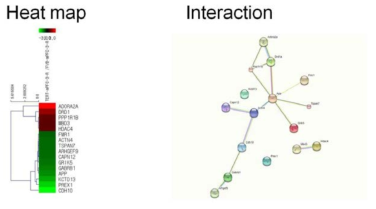 Heat map and STRING from the highly ranked genes in ASD from the TERT Tg-mediated DEG.