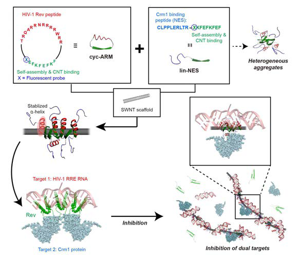 Rev 단백질-RRE RNA-CRM1 단백질 복합체 지향 펩타이드-CNT 혼성 치료제 제작