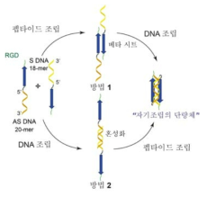 DNA-펩타이드의 2 가지 자기 조립 방법.