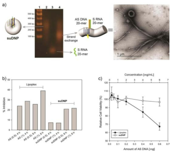 a) 자기 조립된 DNA-펩타이드 복합체(suDNP)의 in vitro에서의 전기영동을 통한 안티센스 효과 관찰(좌). lane 1, DNA ladder; lane 2, suDNP; lane 3, 안티센스 DNA와 상보적인 센스 RNA 20 mer; lane 3, suDNP와 센스 RNA 가닥 교환. Lane 3과 같은 조건으로 샘플을 만들고 TEM을 통하여 관찰(우). suDNP 와 lipoplex를 통한 안티센스 DNA의 b) 저해능력 시간, 양에 따른 비교, c) 세포독성 비교.