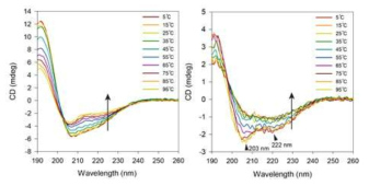온도에 따른 bis-AAm p53의 helicity 변화