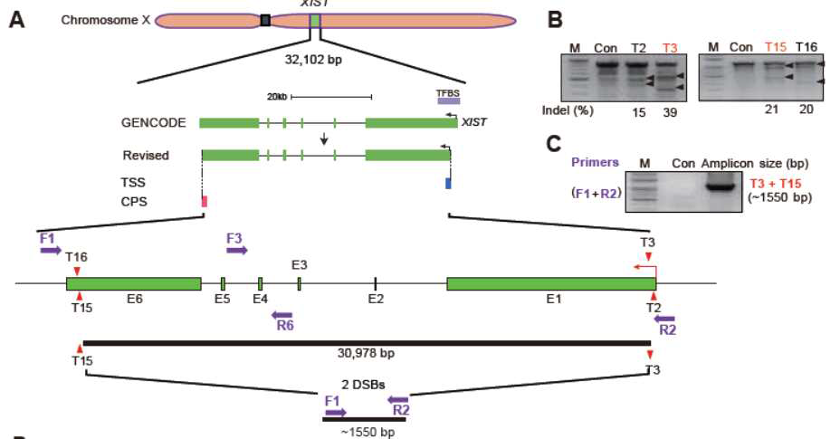 XIST gene 상에서 각 sgRNA의 위치와, segmental deletion(SD)의 모식도 및 상기 sgRNA pair로 인한 deletion 확인