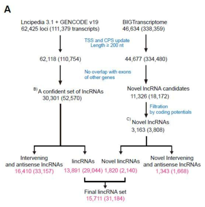 인간 게놈 전체에서 lincRNA를 선정하는 과정의 모식도.