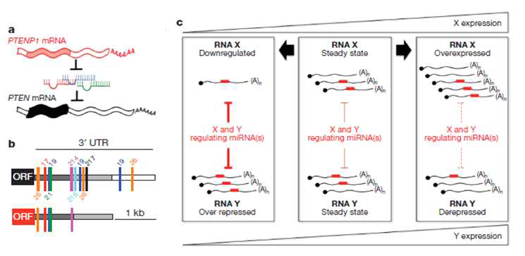 coding-independent function of gene and pseudogene mRNAs regulates tumor biology.