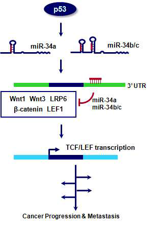 p53 and miRNA-34 are suppressors of canonical Wnt signaling.