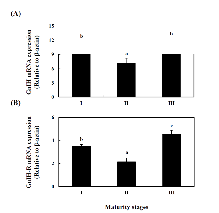 GnIH (A) and GnIH-R (B) mRNA expression levels in the brain of cinnamon clownfish during sex change