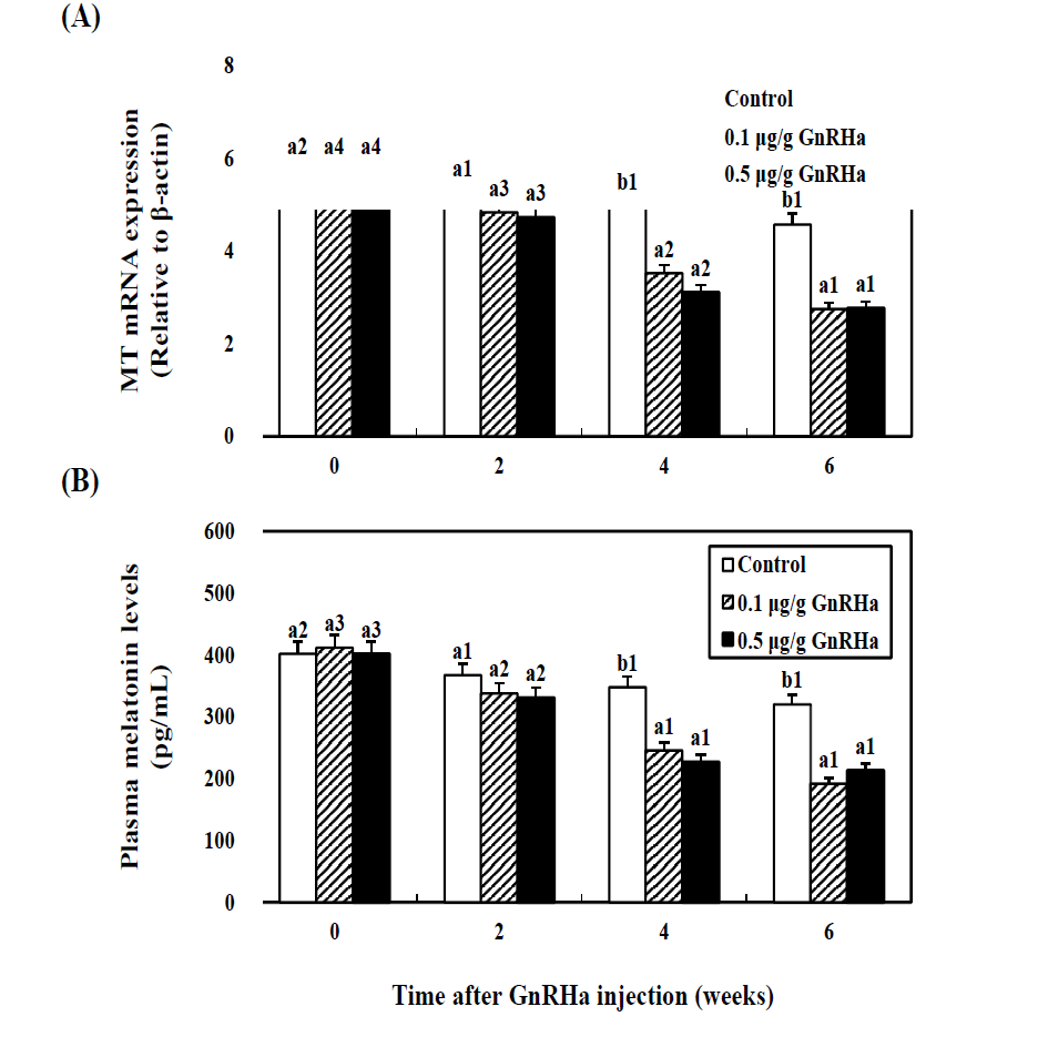 Expression and activity of MT (A) and melatonin (B) in female cinnamon clownfish brains at 2, 4, and 6 weeks after GnRHa (GnRHa, 0.1 and 0.5 μg/g) injection.