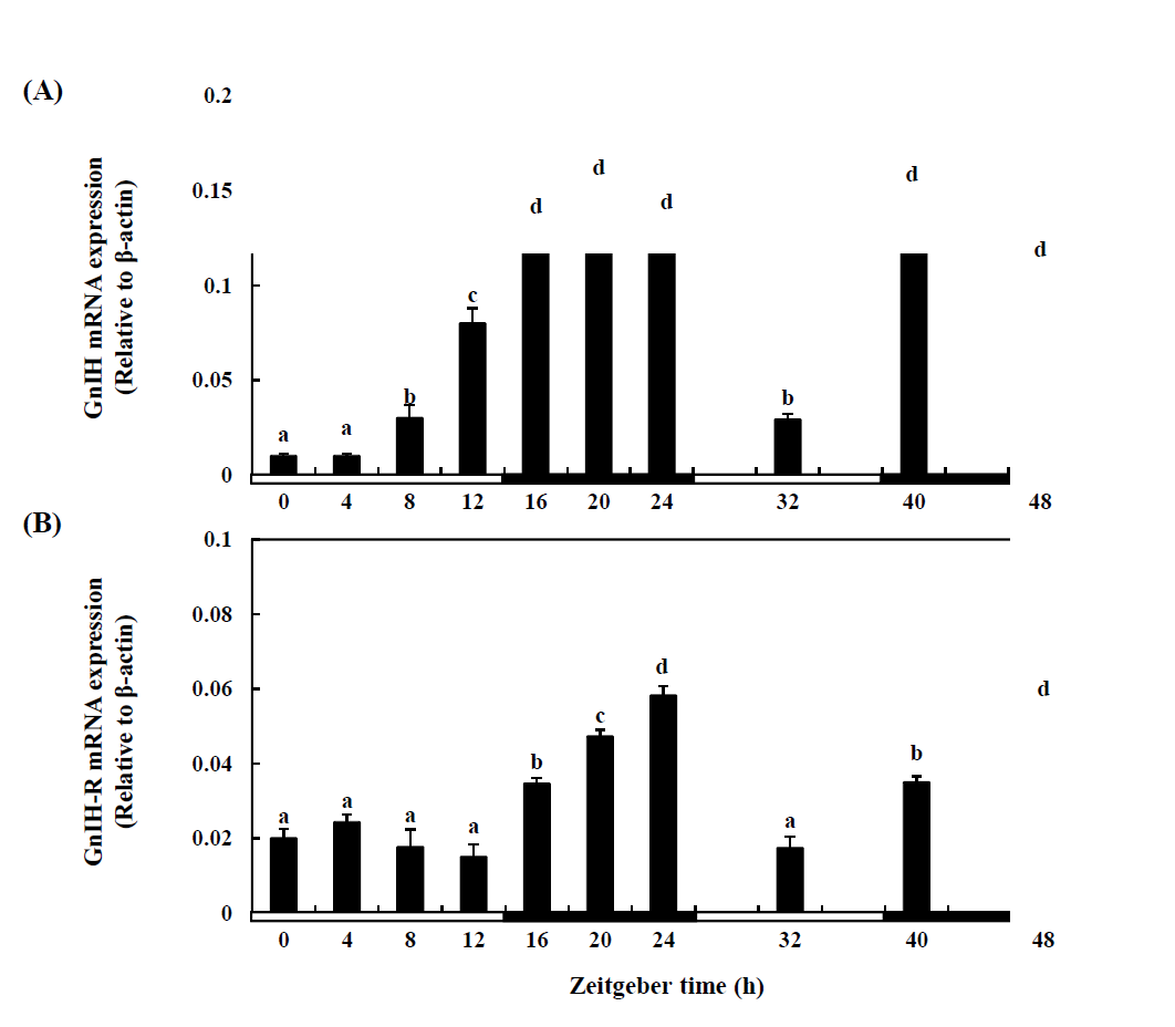 Expression of GnIH (A) and GnIHR1 (B) in the brain of yellowtail clownfish, as measured by quantitative real-time PCR.