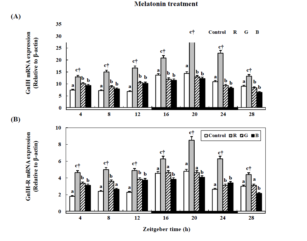 Changes in the GnIH (A) and GnIH-R (B) mRNA expression in the cinnamon clownfish before after injection with melatonin (200 μg/g) under lighting conditions using red (R), green (G), and blue (B) LEDs and a white fluorescent bulb (control), as measured by quantitative real-time PCR.