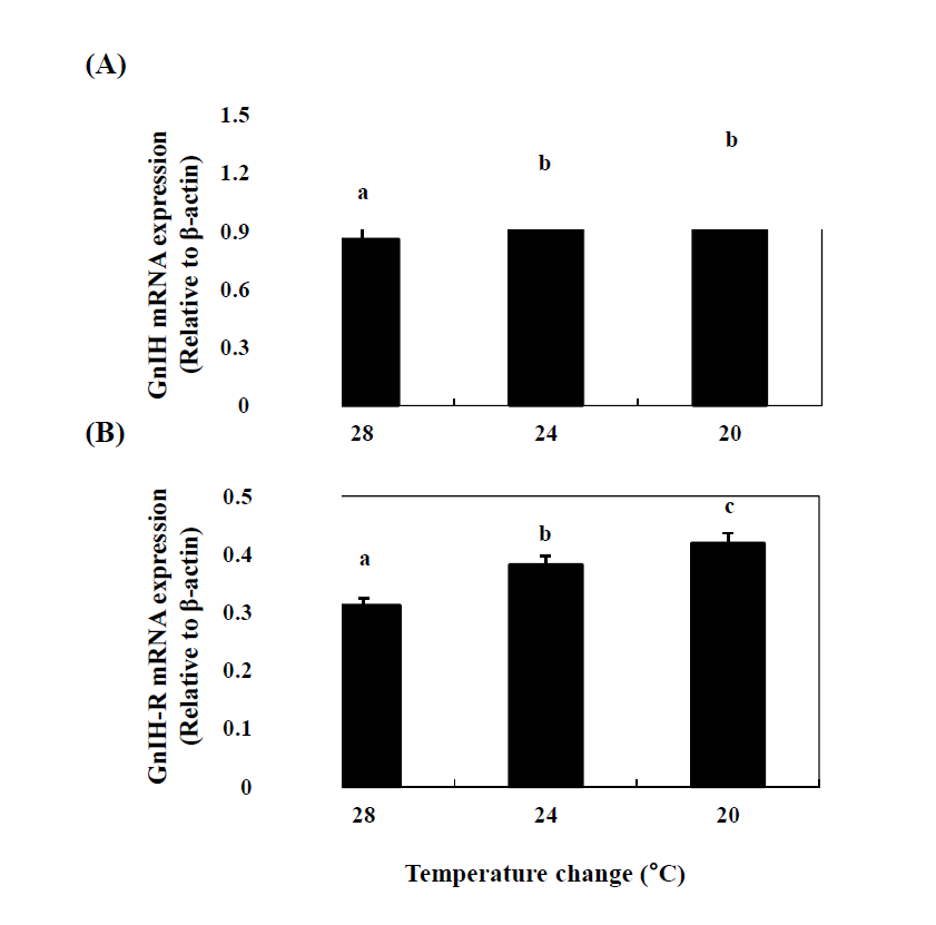 Changes in the mRNA expression of GnIH (A) and GnIH-R1 (B) in the cinnamon clownfish during temperature change.