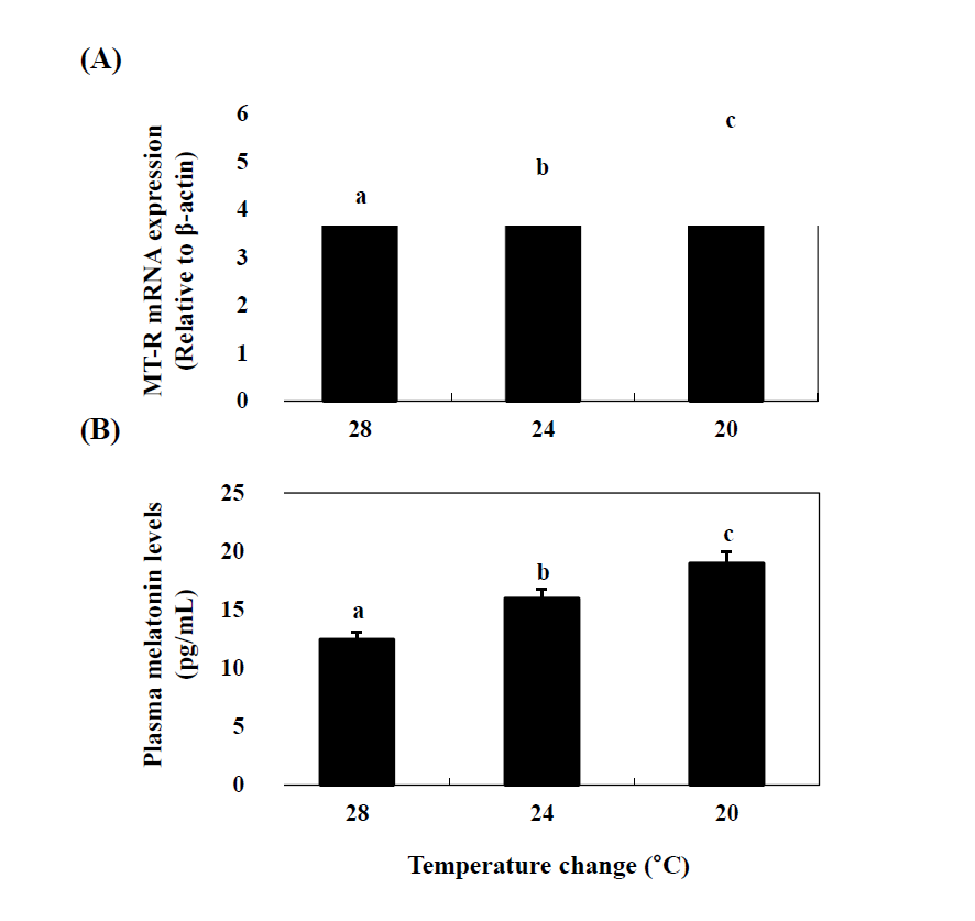 Changes in the MT-R1 mRNA expression (A) and plasma melatonin levels (B) in the cinnamon clownfish during temperature change.