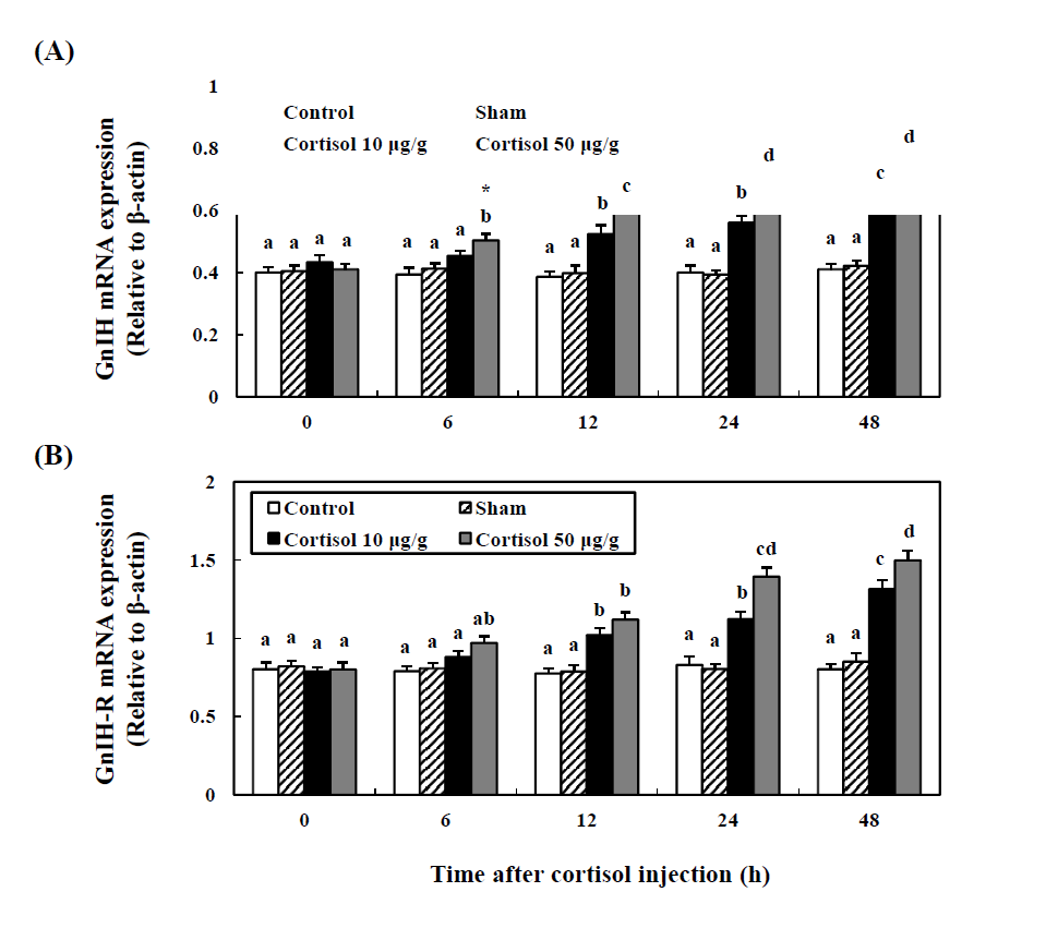 Expression of GnIH (A) and GnIH-R (B) mRNA in brains of cinnamon clownfish during 48 h after cortisol treatment