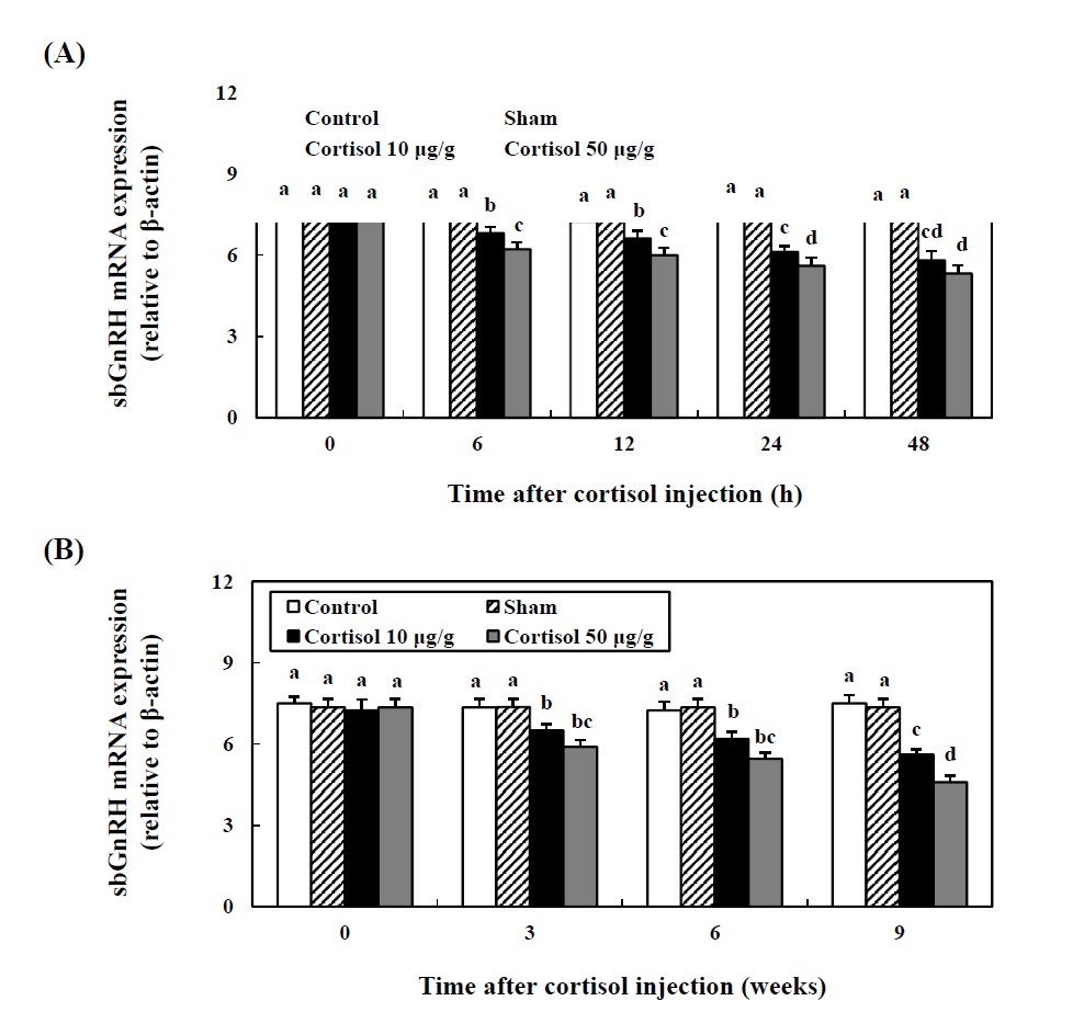 Expression of sbGnRH mRNA in brains of cinnamon clownfish during 48 h (A) and 9 weeks (B) after cortisol injection