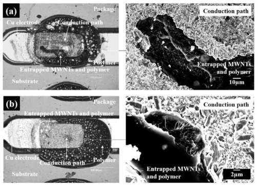 Morphology of the entrapped polymer matrix filled with aggregated MWNT on the conduction path for nano hybrid composite with (a) pristine MWNTs and (b) acid-treated MWNTs.