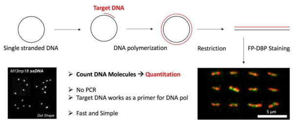 짧은 DNA 조각(Target DNA)을 단일 분자 관찰법으로 정량 분석하는 새로운 방법 개발