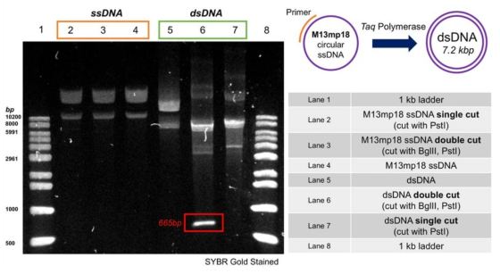 원형의 ssDNA로부터 만들어진 dsDNA만 제한효소에 잘려짐