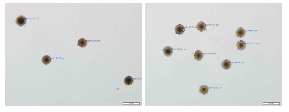 광학현미경을 이용한 HRD 시제품의 입자분석