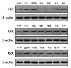 Effects of extracts on FXR protein levels of HepG2 cells