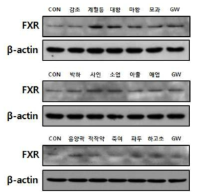 Effects of extracts on FXR protein levels of LX-2 cells