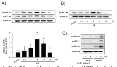 Effects of Licorice flavonoid on AMPK signaling