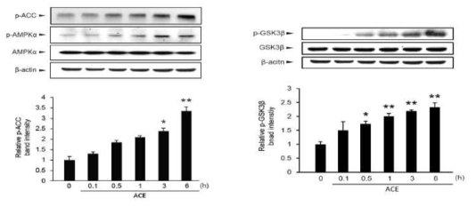 Activation of AMPK (A) and GSK3β phosphorylation (B) by ACE