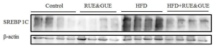 Effects of RUE and GUE on HFD-induced SREBP-1c expressions in liver tissue