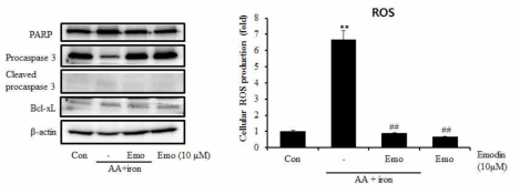 Effect of emodin on expression of apoptosis related genes & ROS production