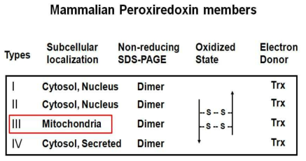 Prx isoforms의 세포 내 위치 및 특성