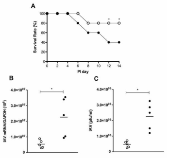 IAV 감염 후 (A) 마우스의 survival rate의 변화, (B) 비강 점막에서의 IAV mRNA level의 변화 및 (C) NAL fluid에서의 viral titer 증가 양상