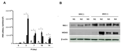 IAV 감염 후 비강 점막에서의 (A) pattern recognition receptors (TLR3, 7, 9, RIG-I, and MDA5)의 mRNA level의 변화와 (B)RIG-I, MDA5의 protein level의 변화