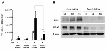 IAV 감염 후 Duox2 knock-down 마우스의 비강 점막에서 (A) RIG-I, and MDA5의 mRNA level의 변화와 (B)RIG-I, MDA5의 protein level의 변화